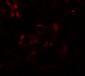 EDA1 Antibody